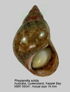 Phasianella caloundra